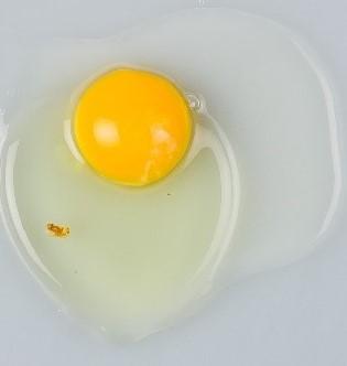 Figure 2. Broken out egg with a meat spot in the albumen.