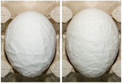 Figure 8. Grade B eggs because of extreme roughness of the shell