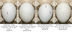 Market Eggs - Exterior - Examples of different stains