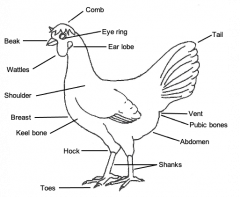 Figure 1. Labeled parts of a Single Comb White Leghorn hen