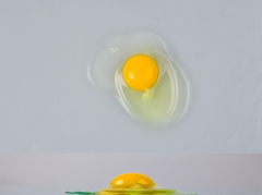Figure 19. Grade AA broken out egg.