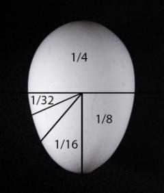 Figure3. Marked egg showing the amount of shell for 1/16th and 1/32