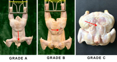 Figure 5. Grades based on cuts and tears on the back or wing