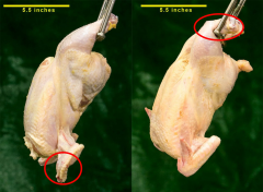 Figure 9c. Grade B carcasses each with one broken, non-protruding bone (broken wing in the carcass on the left and broken drumstick in the carcass on the right).