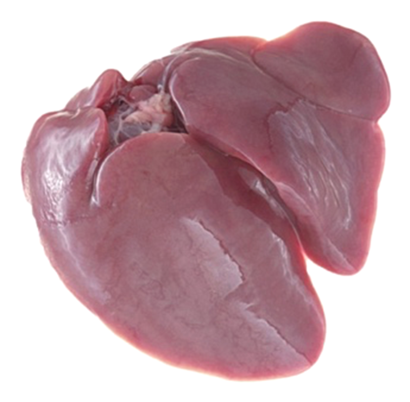 Figure 23 - Liver