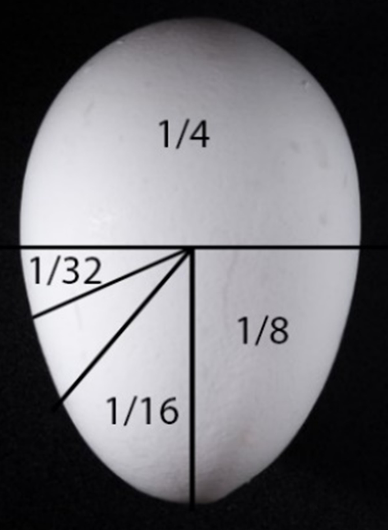 Figure3. Marked egg showing the amount of shell for 1/16th and 1/32