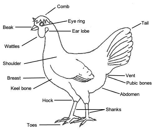 Figure 1. Labeled parts of a Single Comb White Leghorn hen