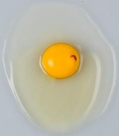 Figure 1. Broken out egg with blood spot on the yolk.