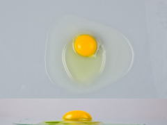 Figure 5. Grade A broken out egg.