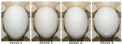 Figure 7. Examples of eggs with various numbers and sizes of calcium deposits.