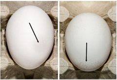 Figure 10. Example of Grade B eggs for shell thickness