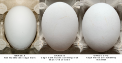 Figure 2. Examples of eggs with cage marks