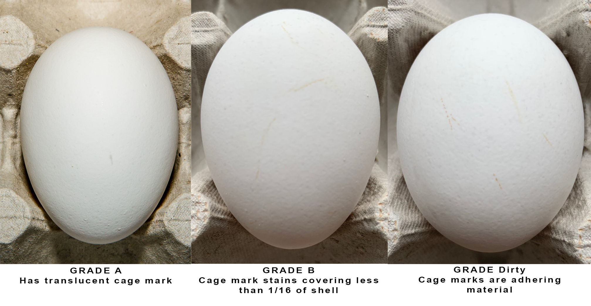 Figure 2. Example of eggs with cage marks