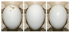 Figure 5. Examples of eggs with adhering material