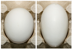 Figure 6. Examples of Grade B eggs for shape