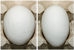 Figure 9. Examples of Grade B eggs because of shell ridges.