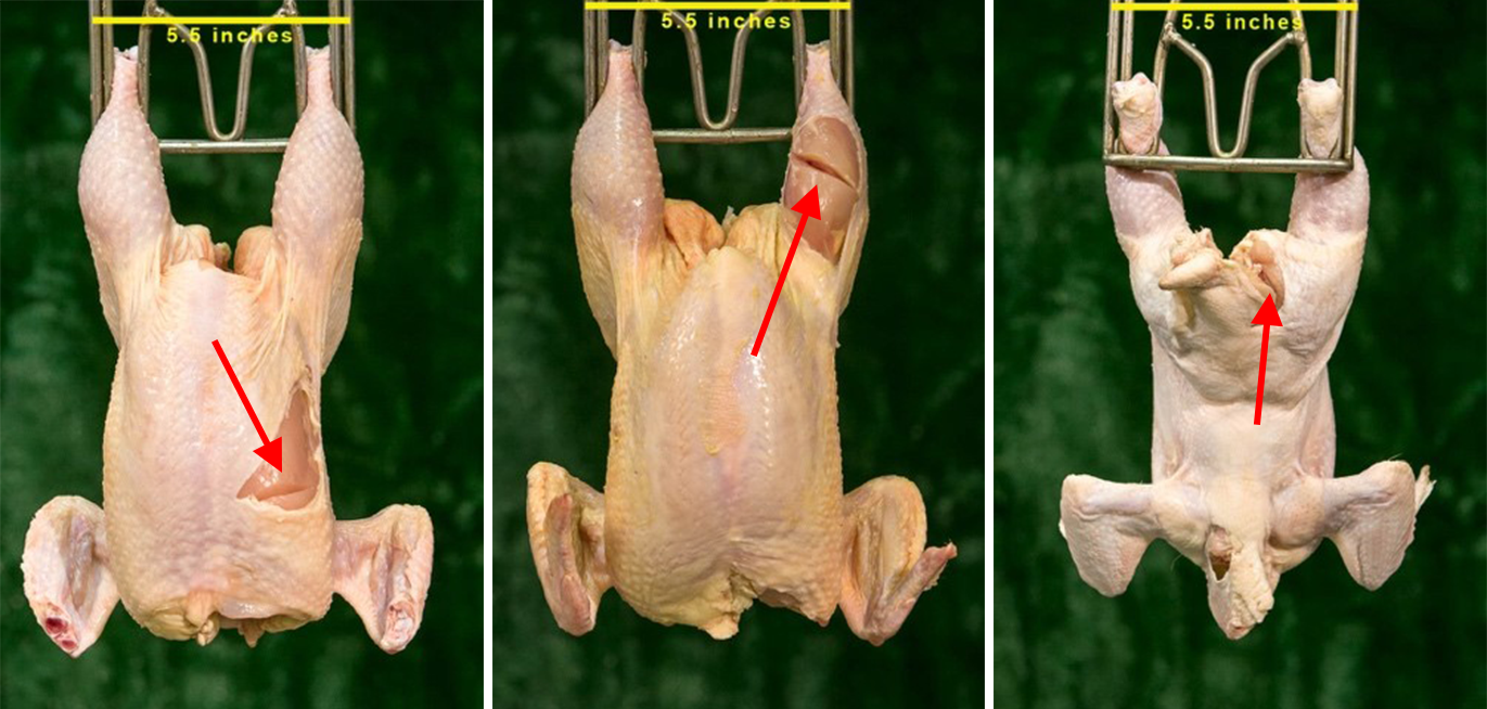Figure 3. Grade B carcasses based on cuts deeper than 1/8 inch without meat loss where the grade is not altered