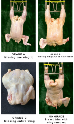 Figure 7 - Carcass with different grades based on missing wing