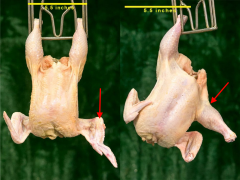 Figure 9a. Grade A carcasses each with one disjoint (wing in left photo and leg in the right photo)