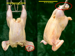 Figure 9d. Grade C carcasses each with one broken, protruding bone (broken wing in the left photo and broken drumstick in the right photo).