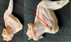 Figure 4. Grade A (left photo) and Grade B (right photo) wings based on the presence of a disjoint.