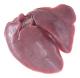 Figure 23 - Liver