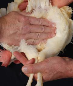 Figure 11 - Hen with a four-finger depth