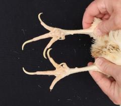 Figure 6 - Back of the shanks and bottom of the foot of a female chicken