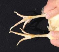 Figure 7 - Front of shanks and tops of toes of a female chicken