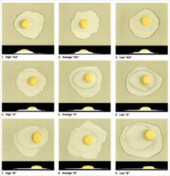 Figure 7. USDA standards for broken out eggs