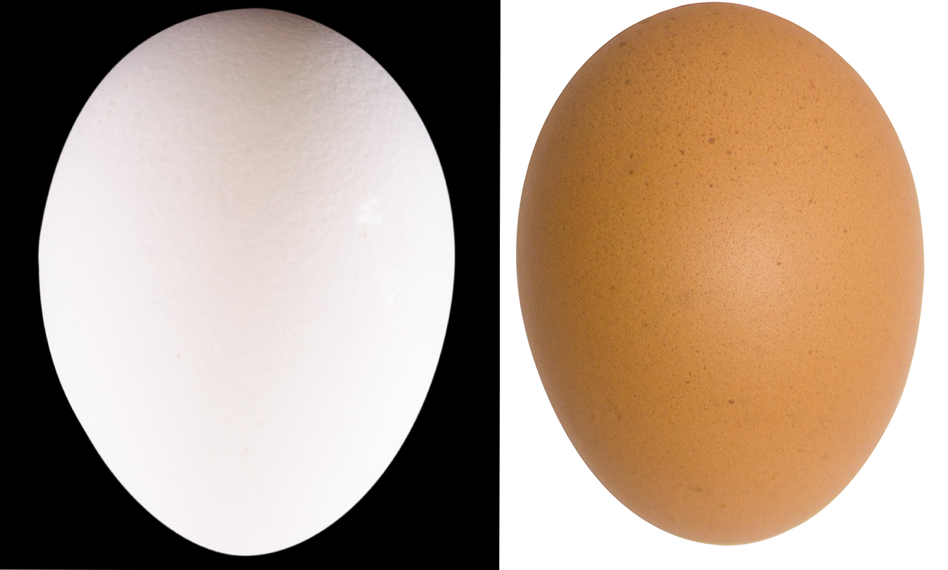 Figure 1. Clean, regular-shaped eggs