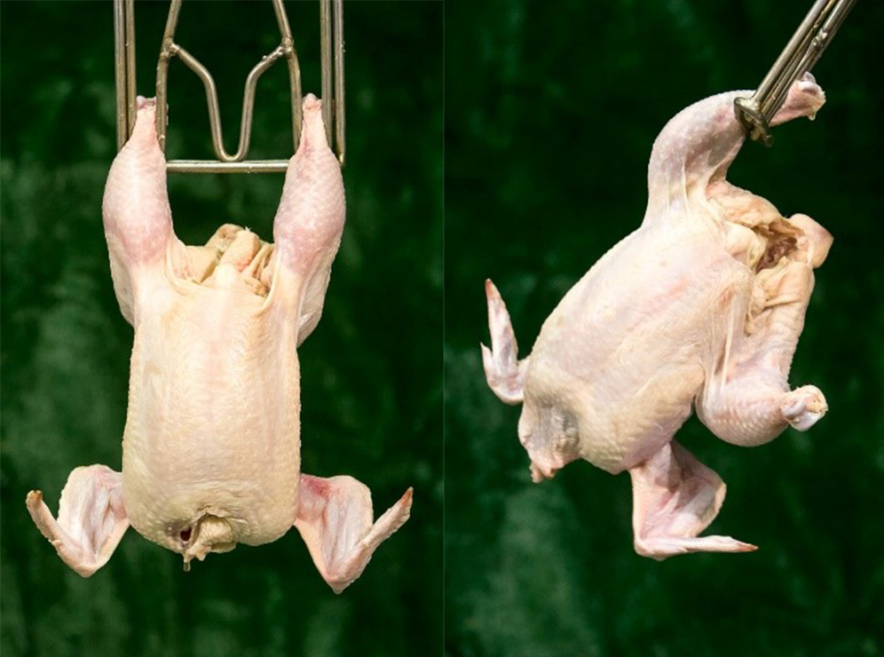Figure 1 - Ready-to-cook carcasses hung from shackles