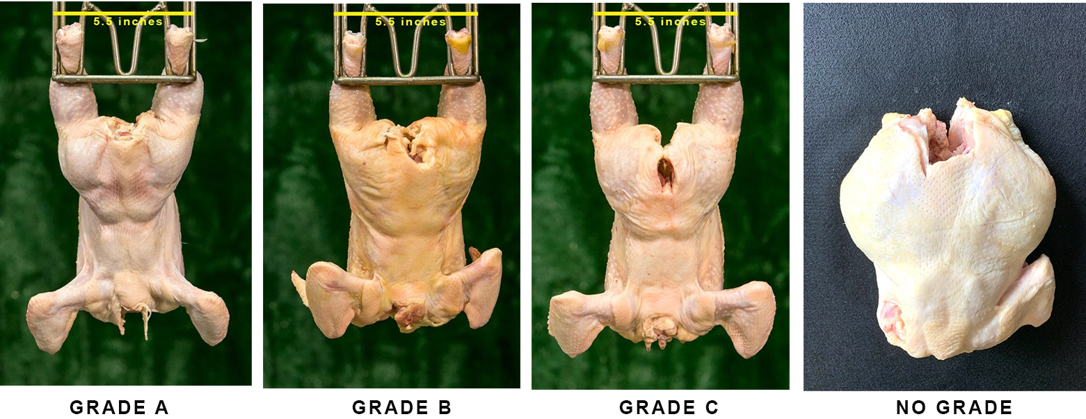 Figure 8b - Carcass grades based on missing tail and back