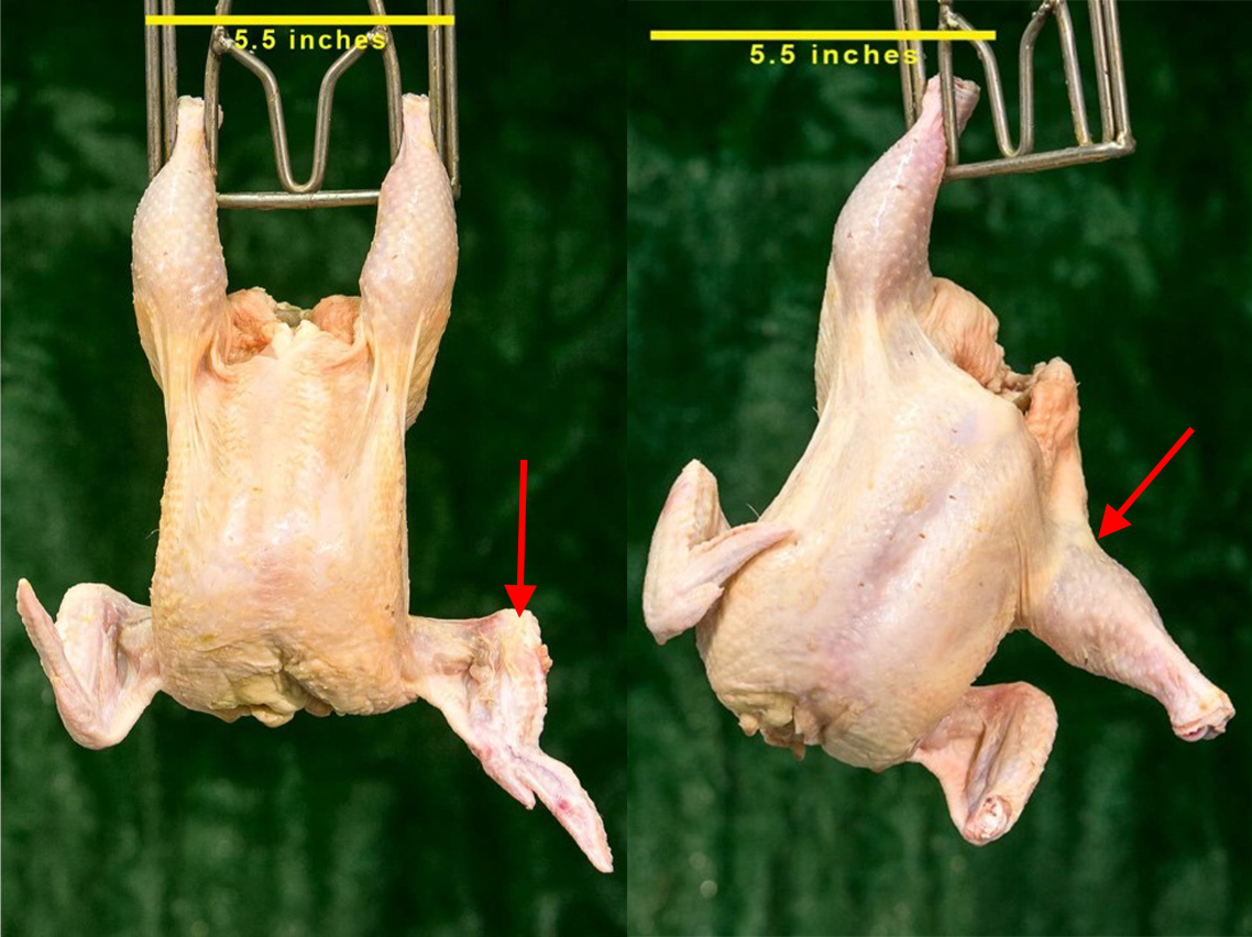 Figure 9a. Grade A carcasses each with one disjoint (wing in left photo and leg in the right photo).