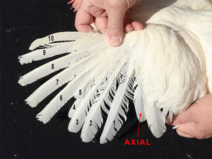 Figure 21. Wing with new and developing primaries 1 through 5 (counting from the axial feather) during a molt. Feathers 6-10 are yet to molt.