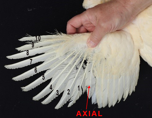 Outstretched chicken wing showing axial and 10 primary feathers