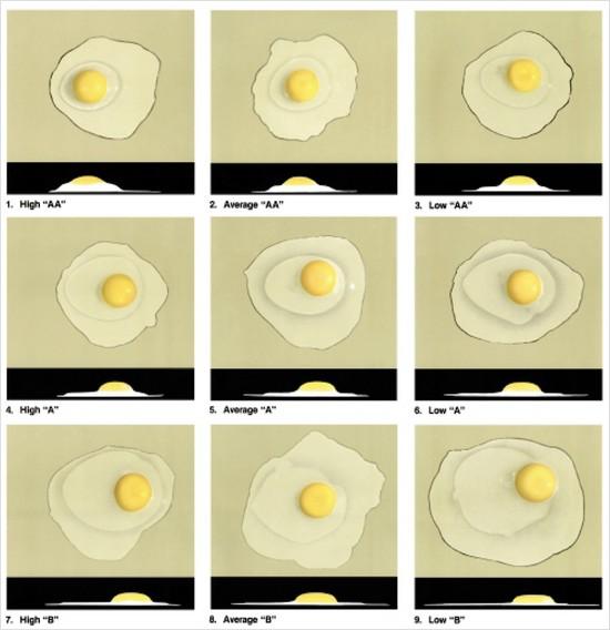 USDA standards for broken out eggs